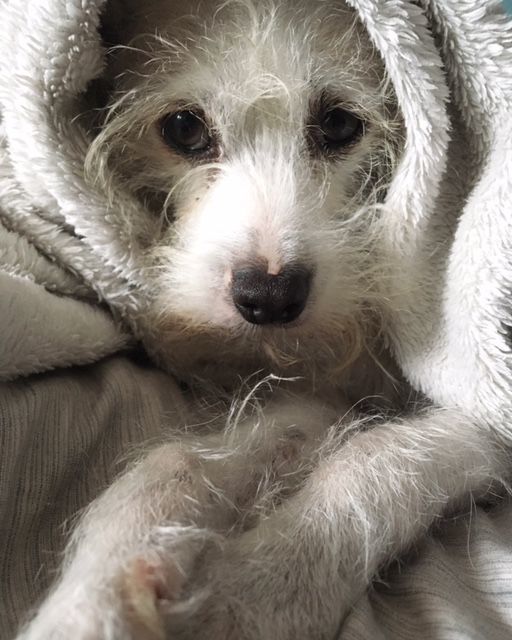 Pic of the Litter: Boris